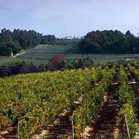 Vineyard in Portugal, Albufeira