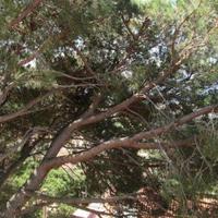 Вилла в Испании, Каталония, Багур, 177 кв.м.