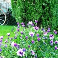 Villa in Italy, San Donnino, 240 sq.m.