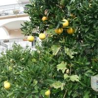 House in Montenegro, 350 sq.m.