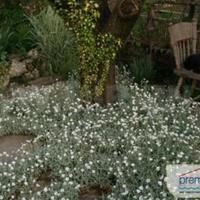 Apartment in Bulgaria, Varna region, Elenite, 300 sq.m.