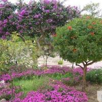 Вилла в Испании, Валенсия, Аликанте, 300 кв.м.