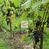 Дом в Чехии, Карловарский край, Карловы Вары, 126 кв.м.