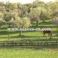 House in the suburbs in Italy, Lazio, 800 sq.m.