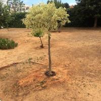 Вилла в Португалии, Албуфейра