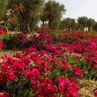 Villa in Portugal, Albufeira