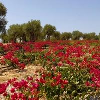 Villa in Portugal, Albufeira