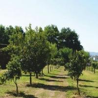 Другая коммерческая недвижимость в Португалии, Албуфейра