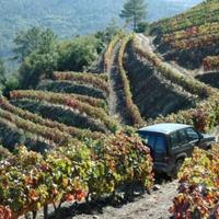 Vineyard in Portugal, Albufeira