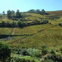 Vineyard in Portugal, Albufeira