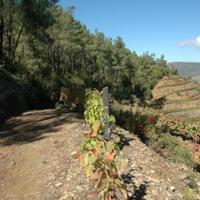 Vineyard in Portugal, Albufeira