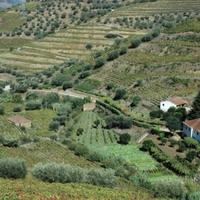 Vineyard in Portugal, Albufeira