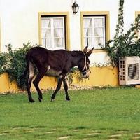 Hotel in Portugal, Albufeira