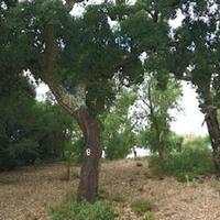 Hotel in Portugal, Albufeira