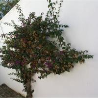 Villa in Portugal, Albufeira