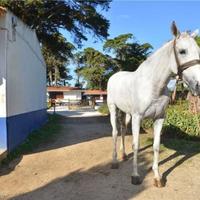 Flat in Portugal, Albufeira