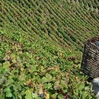 Виноградник в Португалии, Албуфейра