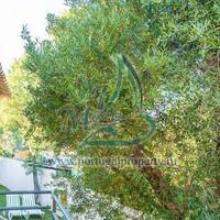 Дом в Португалии, Албуфейра, 375 кв.м.