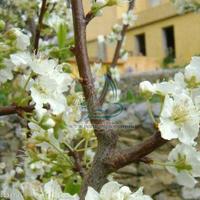 Дом в Португалии, Албуфейра, 1500 кв.м.