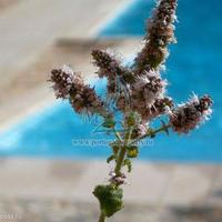 Flat in Portugal, Albufeira, 100 sq.m.