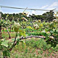 House in Portugal, Algarve, Albufeira, 200 sq.m.