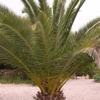 Villa in Portugal, Albufeira