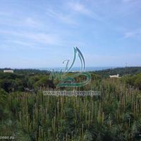 Дом в Португалии, Албуфейра