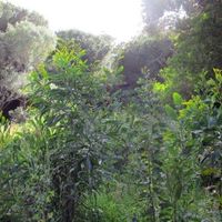 Земельный участок в Португалии, Алгарви