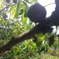 House in Bulgaria, Elkhovo, 60 sq.m.