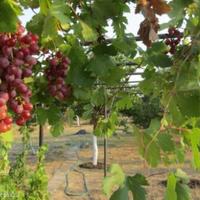 Дом в Болгарии, Елхово, 170 кв.м.