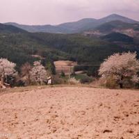 Land plot in Bulgaria, Smolyan Province