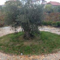 Дом в Болгарии, Бургасская область, Елените, 135 кв.м.