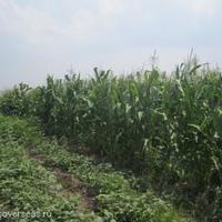 Дом в Болгарии, Несебр