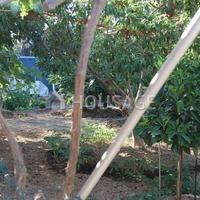 Вилла в Испании, Канарские Острова, Санта-Крус-де-Тенерифе, 400 кв.м.