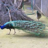 Villa in Spain, Catalunya, Girona, 311 sq.m.