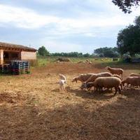 House in Spain, Balearic Islands, Palma, 650 sq.m.