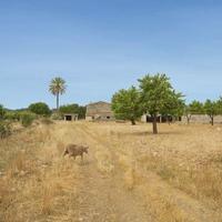 House in Spain, Balearic Islands, Palma, 6000 sq.m.