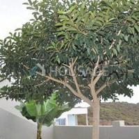 Villa in Spain, Canary Islands, Santa Cruz de Tenerife, 1235 sq.m.