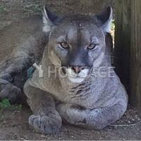 Villa in Spain, Catalunya, Begur, 850 sq.m.