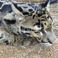 Villa in Spain, Catalunya, Begur, 850 sq.m.