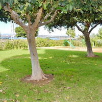 Flat in Spain, Comunitat Valenciana, Alicante, 75 sq.m.