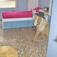 Flat in Spain, Comunitat Valenciana, Alicante, 140 sq.m.