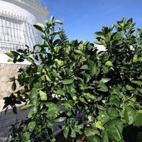 Вилла в Испании, Валенсия, Аликанте, 170 кв.м.