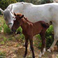 House in Spain, Andalucia, 185 sq.m.