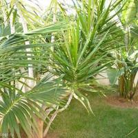 Townhouse in Spain, Andalucia, 150 sq.m.