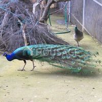 Вилла в Испании, Каталония, Жирона, 311 кв.м.