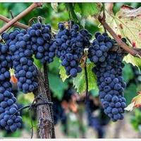 Vineyard in Italy, Umbriatico, 1350 sq.m.