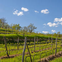 Вилла в Италии, Пьенца, 1000 кв.м.