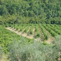 Дом в Италии, Пьенца, 955 кв.м.