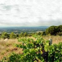 Виноградник во Французской Гвиане